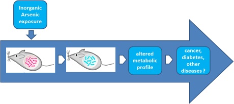 Schemata showing that arsenic exposure not only perturbs the microbiome of the mouse gut but also alters its metabolic profile