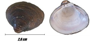 Photo of Corbicula fluminea (Asian clam) inner- and outer side of the same mussel shell