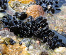 Blue Mussels - Mytilus edulis