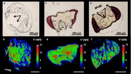 Microscopic and LA-ICPMS mercury maps of a fruit fly larva fed with methylmercury chloride (0.2 µg Hg/g).