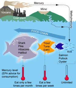 Schemata of the pollution pathway for mercury in fish. Consumption advice is for non-pregnant adults 