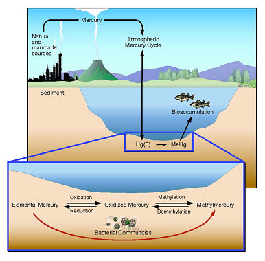 Microbial processes that convert elemental mercury into methylmercury