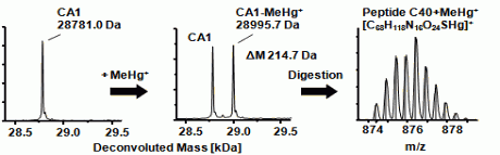 The adduct formation between CA1 and Methylmercury shows up in the ESI-MS spectrum by the addition of 214.7 DA