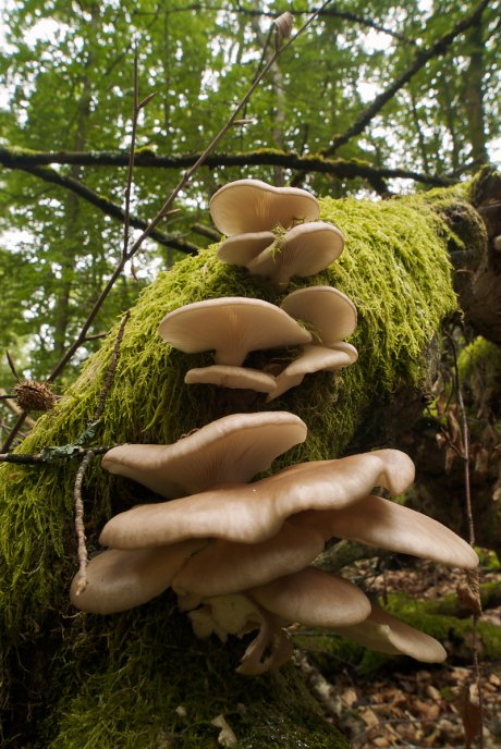 Pleurotus pulmonarius