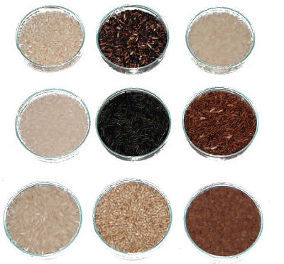 different samples of rice ready for analysis
