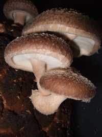 Photo of Lentinula edodes (Shiitake mushroom)