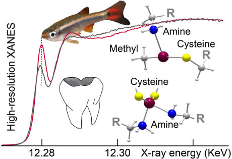 XANES spectrum of two chemical forms of mercury in hair, one originating from fish consumption and the other from removal of a dental amalgam.