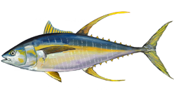 Painting of a yellowfin tuna 