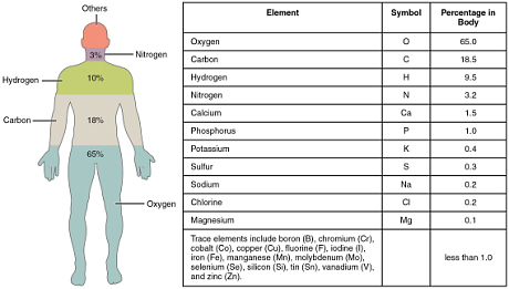Elements of the human body