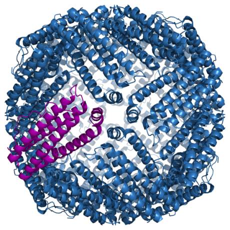 Structure of the murine ferritin complex (a single subunit is shown in purple)