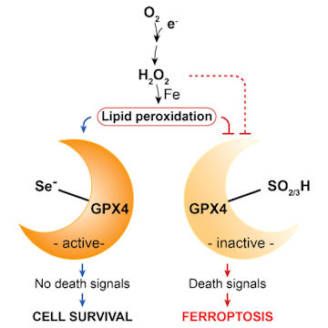 Reaction pathway showing the critical role of GPX-4 against ferroptosis due to oxidative stress
