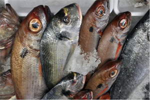 Fresh fish waiting to be sold