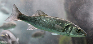 Photo of the Dicentrarchus labrax (seabass)